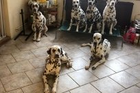 Fee Amilia vom Hause Fiedanu „Mia“